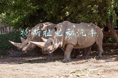 特斯拉电动汽车