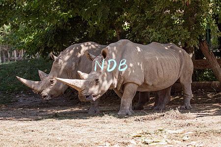 NDB