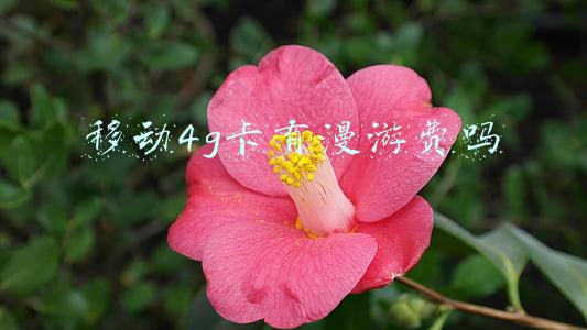 移动4g卡有漫游费吗