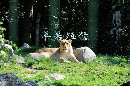 苹果短信