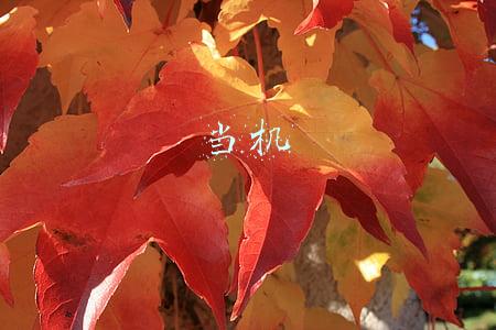 当机