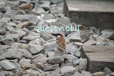 questmobile