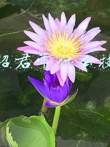 王昭君带什么技能