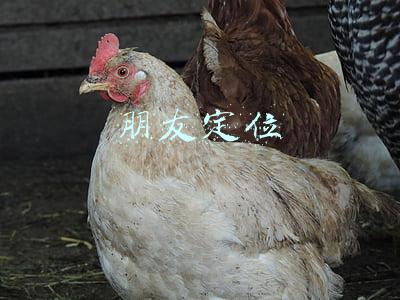苹果手机怎么用查找朋友定位(侦探告诉你苹果手机如何查找情人位置)