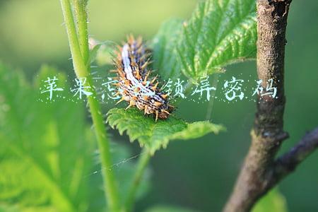 苹果忘记锁屏密码