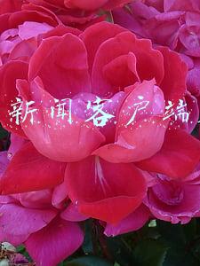 新闻客户端排名(哪些新闻源营销发布平台比较好（靠谱的新闻推广渠道）)