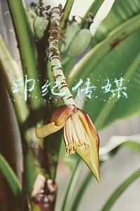 印纪传媒