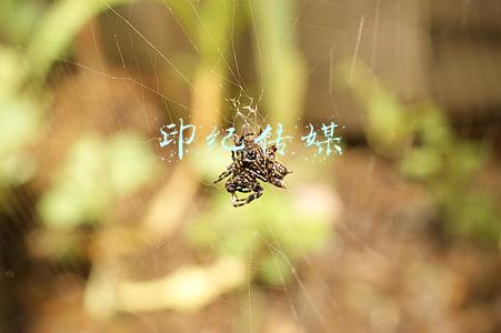 印纪传媒