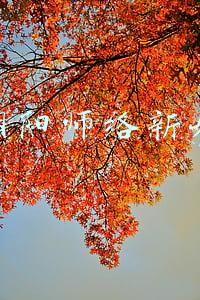 阴阳师络新妇
