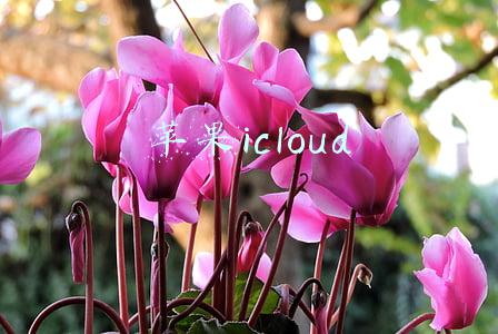 苹果icloud