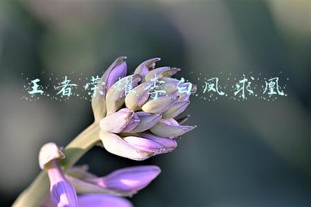 王者荣耀李白凤求凰