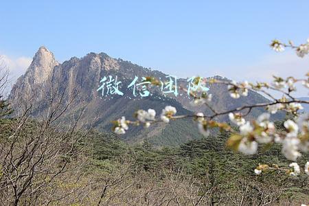 微信团队