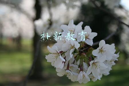朴新教育