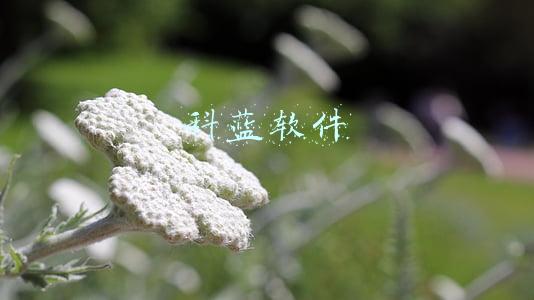 科蓝软件