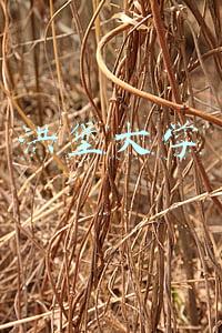 洪堡大学