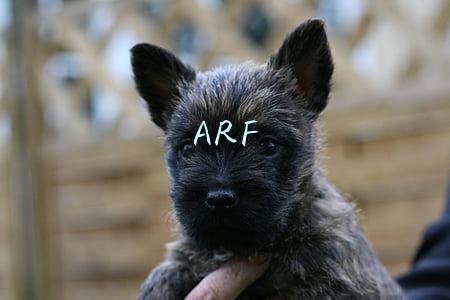 ARF