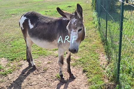 ARF