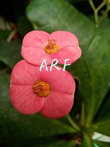 ARF