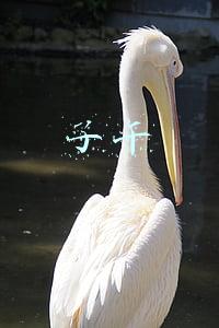 子午