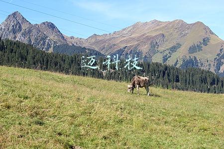 迈科技