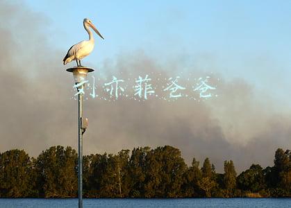 刘亦菲爸爸
