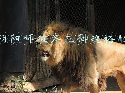 阴阳师彼岸花御魂搭配