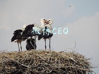 微博CEO
