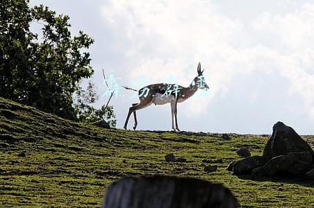 霹雳霹雳