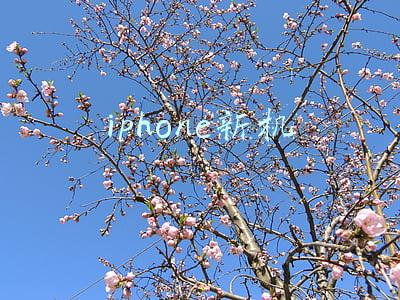 iphone新机