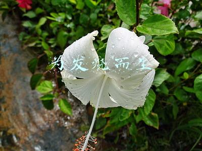 为发烧而生