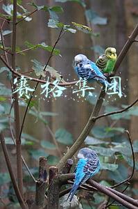 赛格集团
