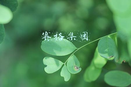 赛格集团