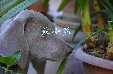 最小的