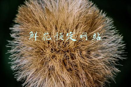 鲜花预定网站