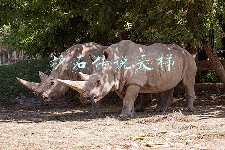 炉石传说天梯