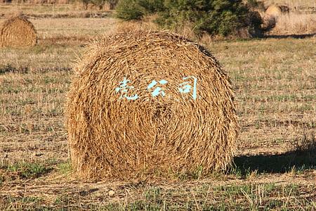 壳公司