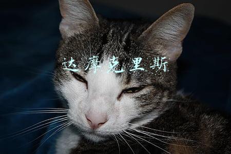 达摩克里斯
