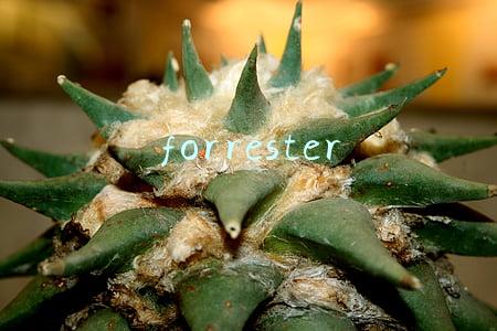 forrester