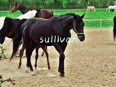 sullivan