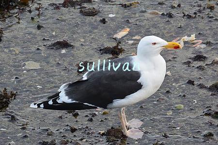 sullivan