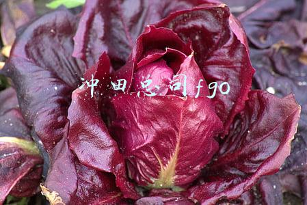 冲田总司fgo的刀叫什么名字(你以为她是Saber，其实她是天才剑士！FGO人物志：冲田总司)