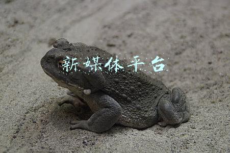 新媒体平台
