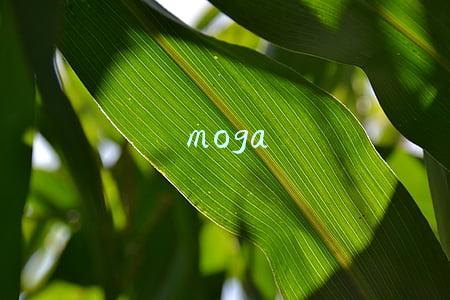 moga