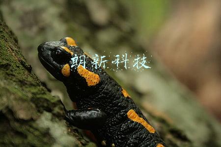 朗新科技