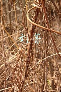 刘菁