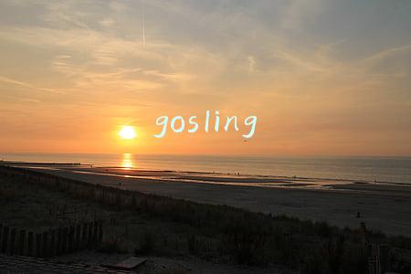 gosling