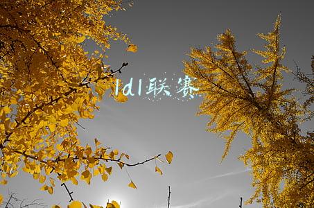 ldl联赛