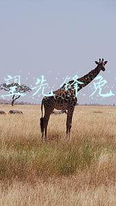 守望先锋免费
