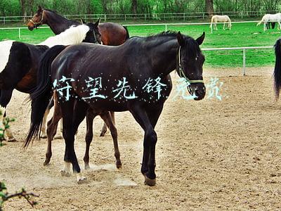 守望先锋免费