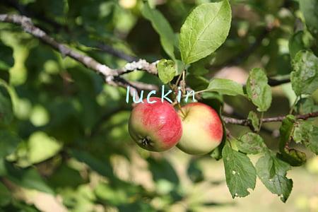 luckin